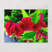 Sgantzos Cockscomb Celosia Cristata Postkarte (Vorderseite)