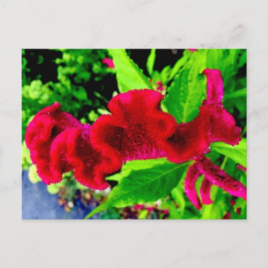 Sgantzos Cockscomb Celosia Cristata Postkarte (Vorderseite)