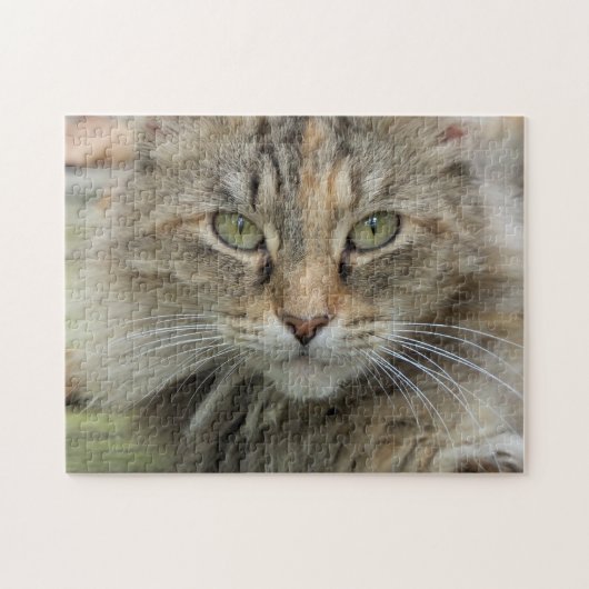 Sgolis Foto Feral Cat Portrait Schwierigkeit Puzzle (Horizontal)