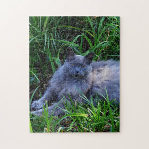 Sgolis Graue Maine Coon Katze Anspruchsvolle Foto Puzzle