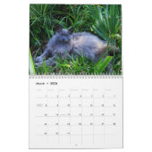 Sgolis Original Cat Fotokalender Kalender (Mär 2026)