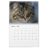 Sgolis Original Cat Fotokalender Kalender (Feb 2026)