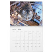 Sgolis Original Cat Fotokalender Kalender (Jan 2026)