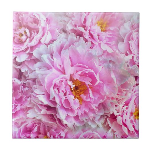 Shabby Chic Rosa Pastellfarben Rosa Erdnüsse Fliese (Vorderseite)