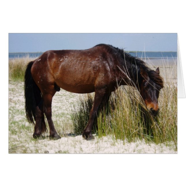 Shackleford Bank World Horse Blank Card (Vorderseite (Horizontal))