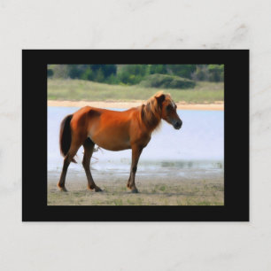 Shackleford Banks Horse Postcard Postkarte