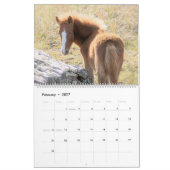 Shackleford Banks Ponys Kalender (Feb 2027)