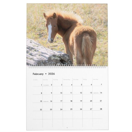 Shackleford Banks Ponys Kalender (Feb 2026)