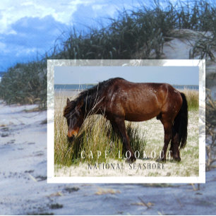 Shackleford Banks Wild Horse, Cape Lookout, NC Postkarte