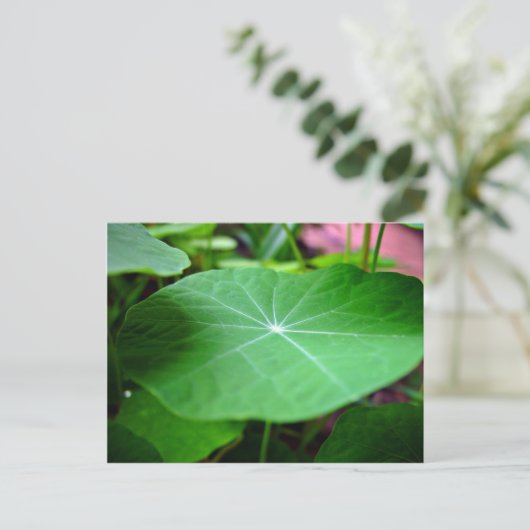Shaddy Nasturtium Postkarte (Stehend Vorderseite)