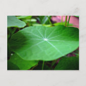 Shaddy Nasturtium Postkarte (Vorderseite)