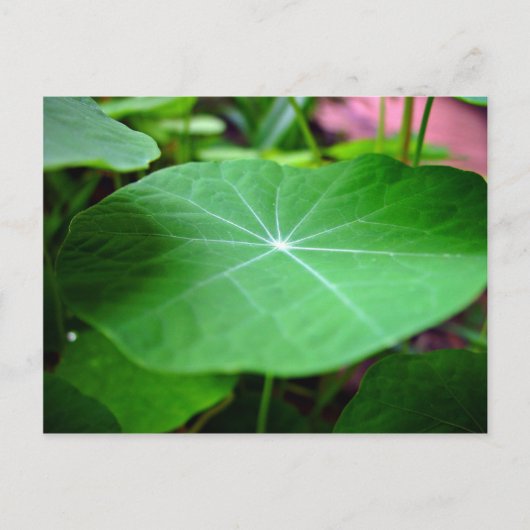 Shaddy Nasturtium Postkarte (Vorderseite)