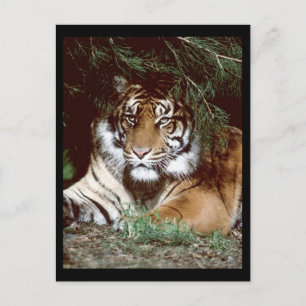Shaded Tiger Postkarte