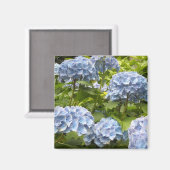 Shades of Blue Hydrangeas Magnet (Vorderseite/Rückseite)