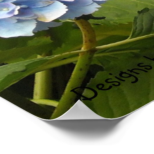 Shades of Blue Hydrangeas Poster (Ecke)