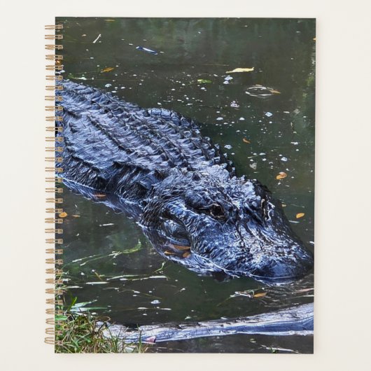 Shadow in the Shallows Planer (Vorderseite)