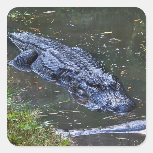 Shadow in the Shallows Quadratischer Aufkleber (Vorderseite)