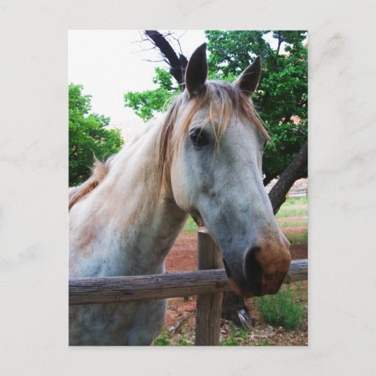 Shadow Postkarte (Vorderseite)