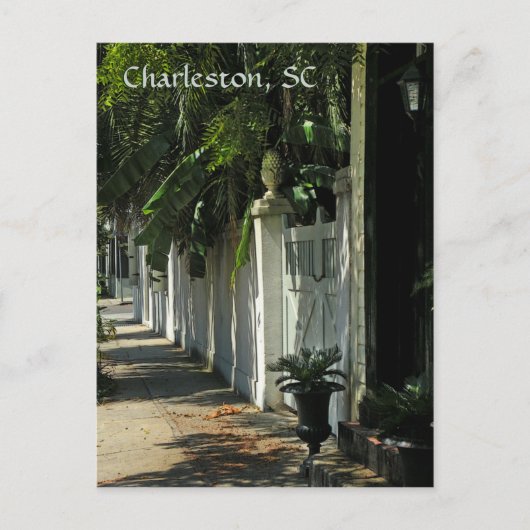 Shady Charleston Post Card Postkarte (Vorderseite)