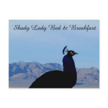 Shady Lady Bed & Breakfast Postkarte
