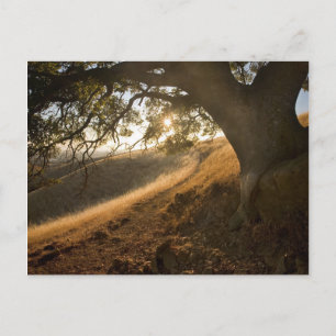 Shady Oak und California Susnet Postcard Postkarte