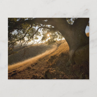 Shady Oak und California Susnet Postcard Postkarte