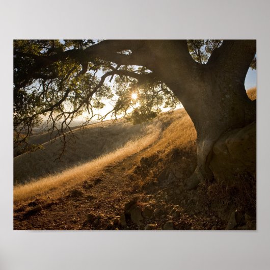 Shady Oak und California Susnet Print Poster (Vorne)