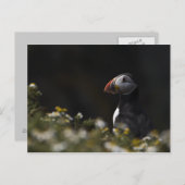 Shady Puffin Postkarte (Vorne/Hinten)