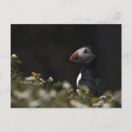 Shady Puffin Postkarte