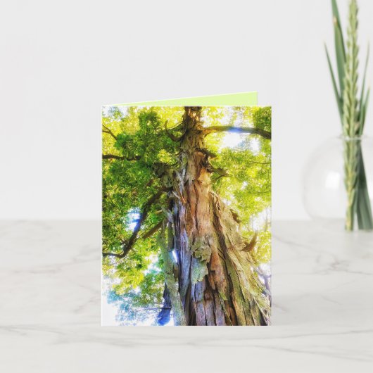 Shagbark Hickory Greeting Card Dankeskarte (Vorderseite)