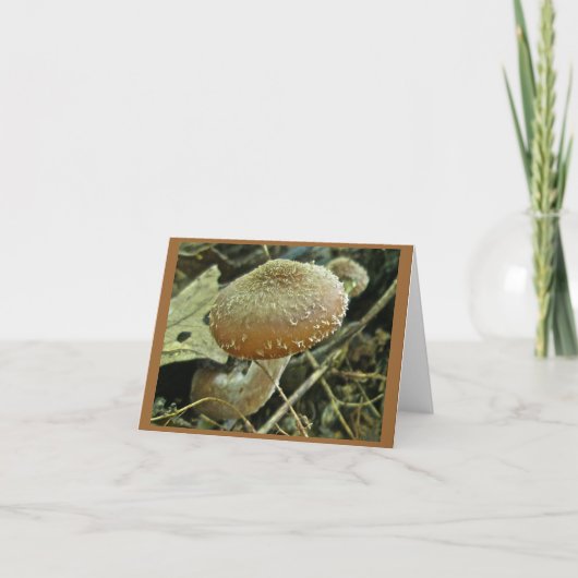 Shaggi Cap Mushroom Note Card Karte (Vorderseite)