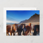 Shaggi Island Pferde Postkarte (Vorne/Hinten)