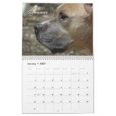 Shaggi-Shack-Kalender Kalender (Jan 2027)