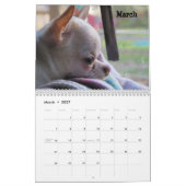 Shaggi-Snack-Pack-Kalender Kalender (Mär 2027)