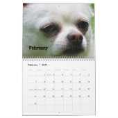 Shaggi-Snack-Pack-Kalender Kalender (Feb 2027)