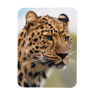 Shaggy Adult Cheetah in der Wildnis Magnet