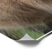 Shaggy Blonde Highland Cow Poster (Ecke)