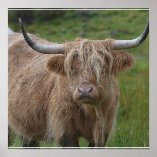 Shaggy Blonde Highland Cow Poster (Vorne)