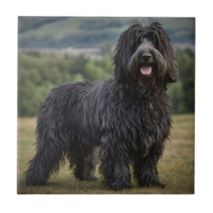 "Shaggy Elegance: The Black Bergamasco Sheepdog" Fliese