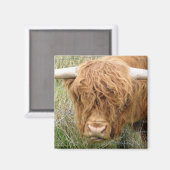 Shaggy Highland Cow Magnet (Vorderseite/Rückseite)