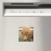 Shaggy Highland Cow Magnet (In Situ (Geschirrspüler))