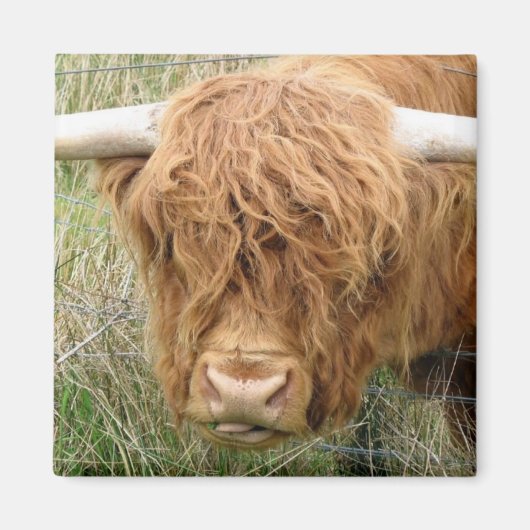 Shaggy Highland Cow Magnet (Vorne)