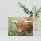 Shaggy Highland Cow Postkarte (Stehend Vorderseite)