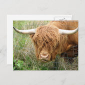 Shaggy Highland Cow Postkarte (Vorne/Hinten)
