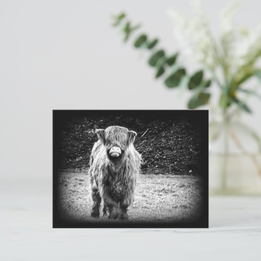 Shaggy Hochland-Kuh-Foto (Schwarzes u. Weiß) Postkarte (Stehend Vorderseite)