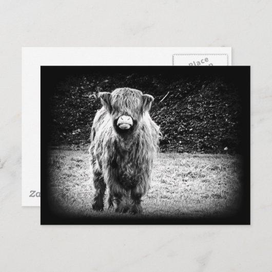 Shaggy Hochland-Kuh-Foto (Schwarzes u. Weiß) Postkarte (Vorne/Hinten)