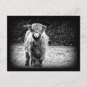 Shaggy Hochland-Kuh-Foto (Schwarzes u. Weiß) Postkarte (Vorderseite)