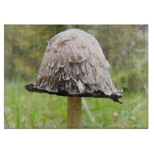 Shaggy Ink Cap Mushroom Glass Chopping Board Schneidebrett (Vorderseite)