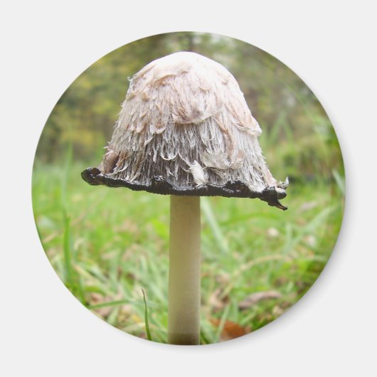 Shaggy Ink Cap Mushroom Magnet (Vorne)