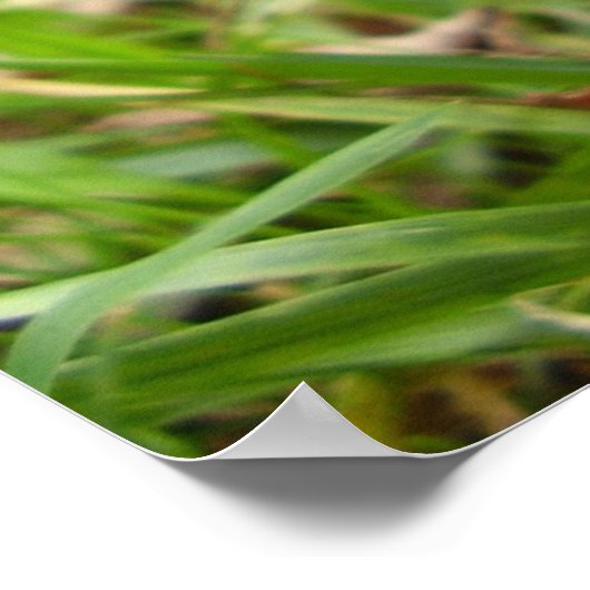 Shaggy Ink Cap Mushroom Poster (Ecke)